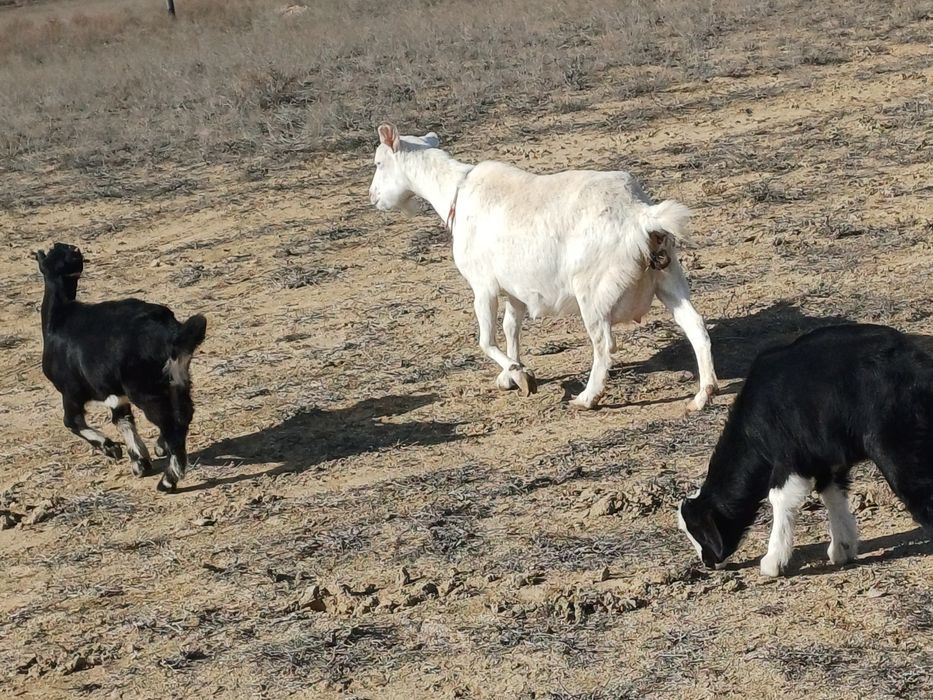 Алпи Нуби егіз теке лақтар