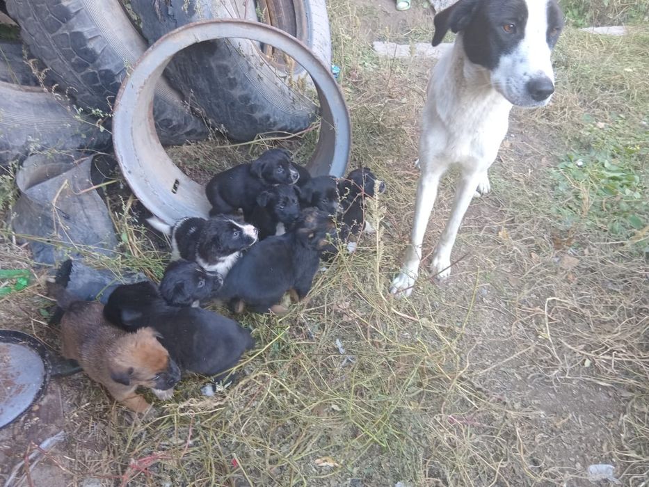 Отдам шинков сами кушают