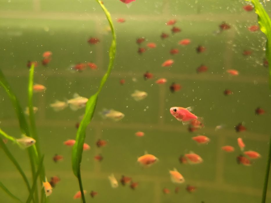 Рыбки карамельки