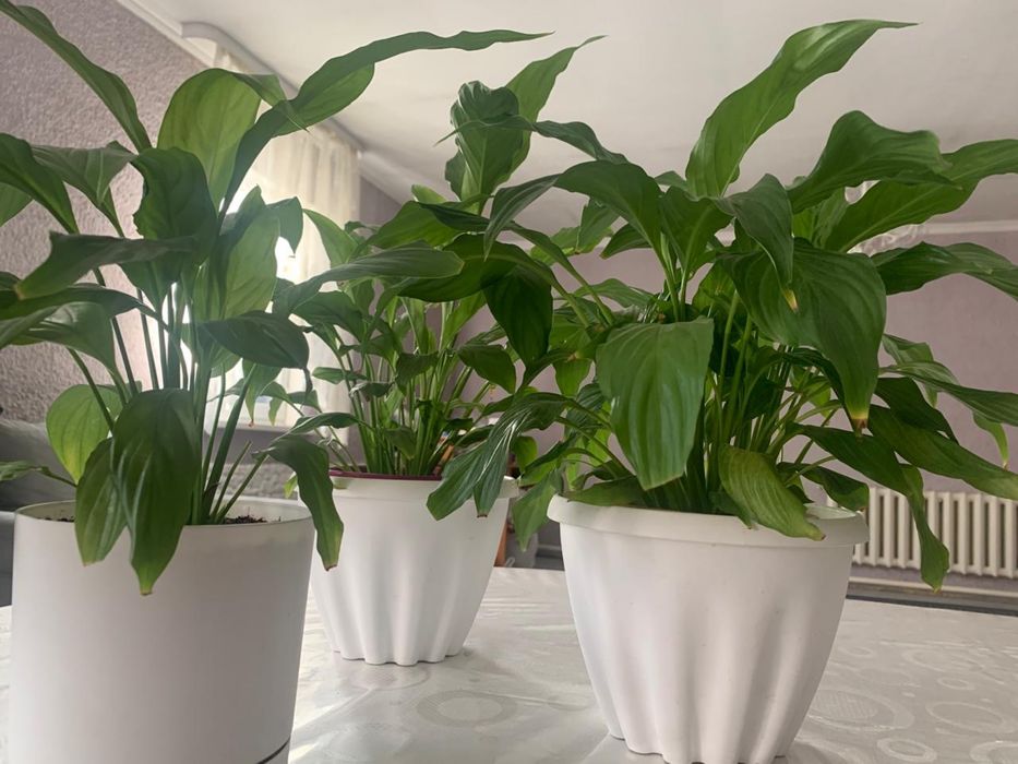 Женское счастье, Таугуль 3