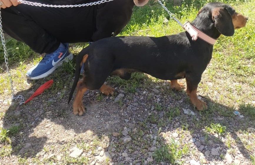 Такса сатылады оте жаксы ит