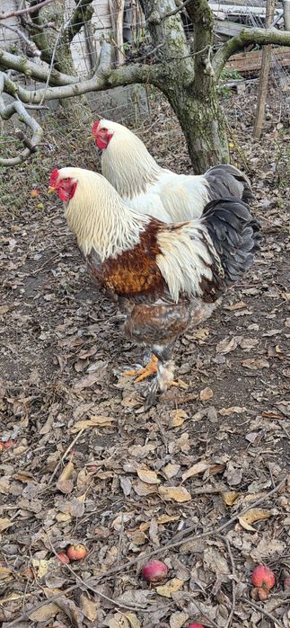 Vând 2 cocoși de brahma