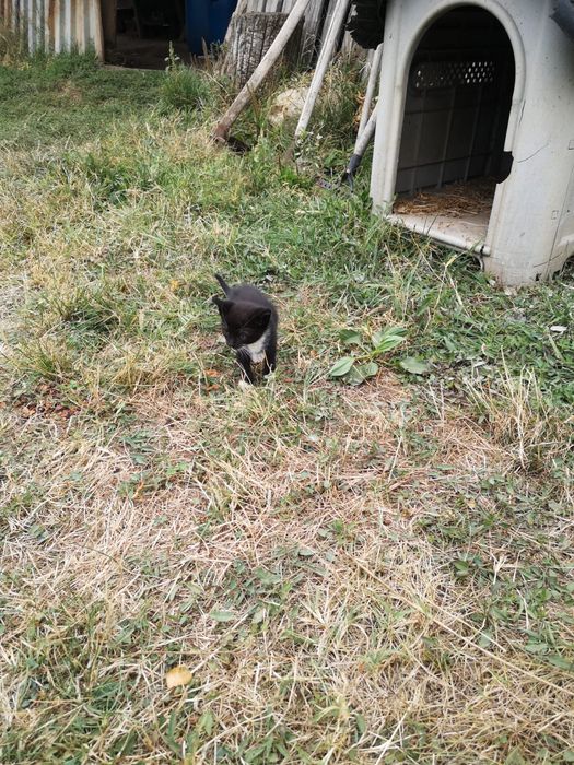 Adoptie pisicute