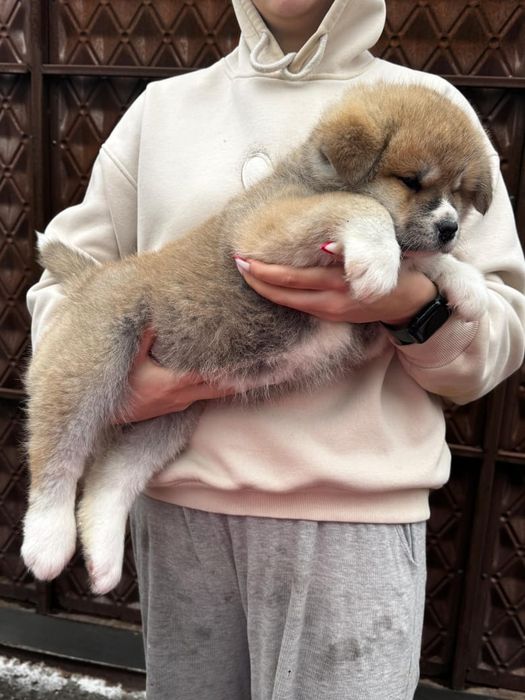 Акита-Ину щенки  продам