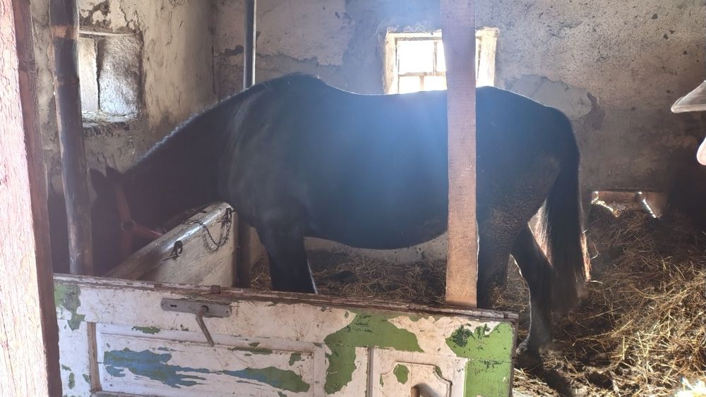 Vând iapa gestantă