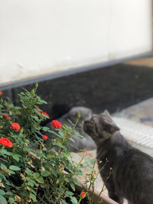 кот 8 месяцев, милый и послушанный