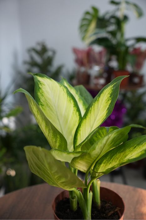 Диффенбахия марианна