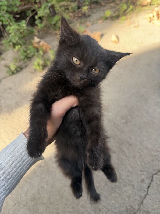 Отдам Котенок БЕСПЛАТНО