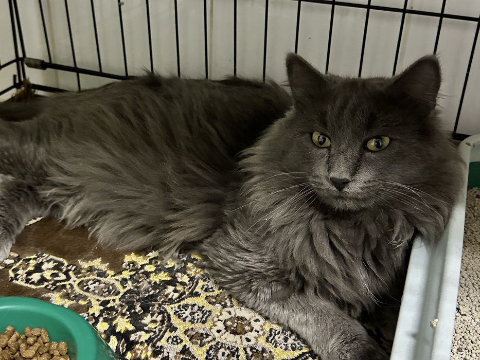 Дарю шикарного кота Шермана