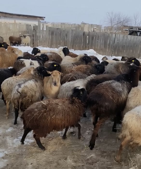 Продам баранов и тохтушек