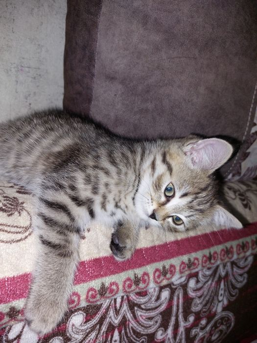 Отдам котенка.Девочка