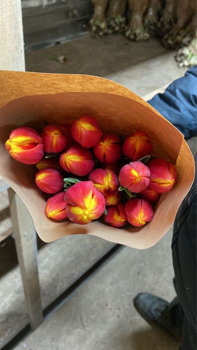 Тюлпаны 650 тг за штуку
