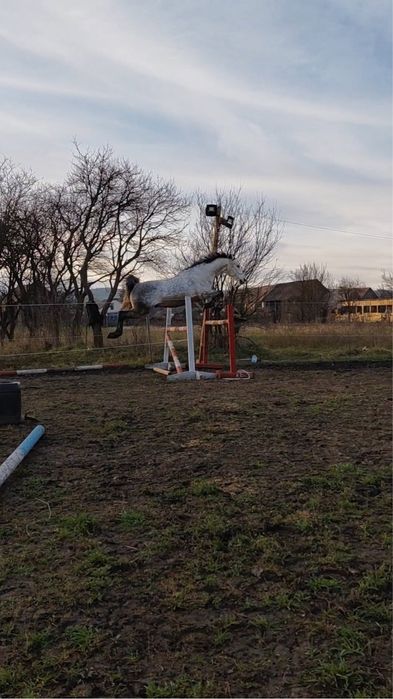 Cal de sarituri, cal de scoala, shagya arab, cal echitatie