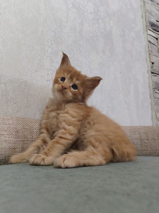 Котята Мейн-куны с документами