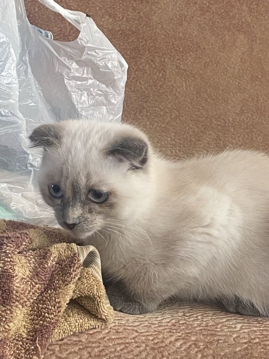 Продам веслоухую кошечьку