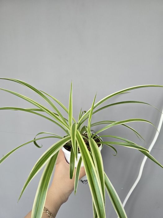 Продам хлорофитум вариегатный 2000