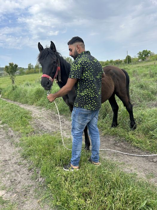 Женски кон ………..