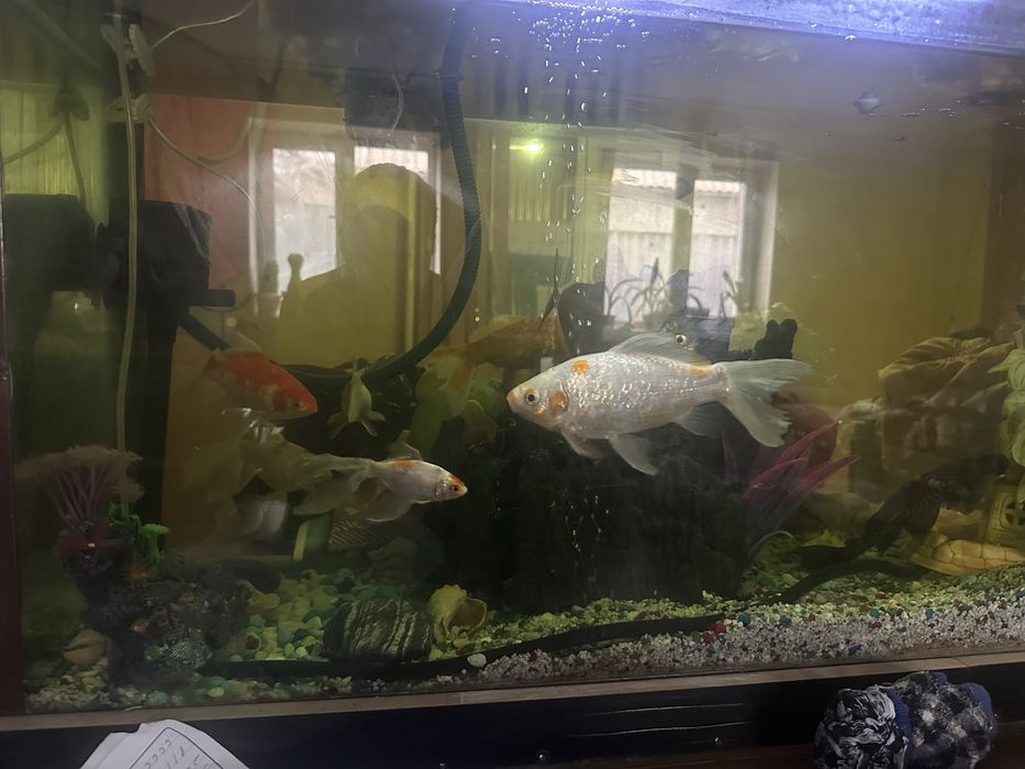 Аквариум с рыбами и декорациями