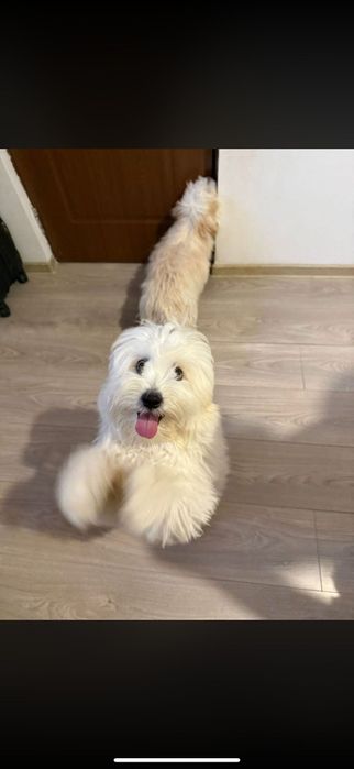 Cățeluși jucăuși bichon