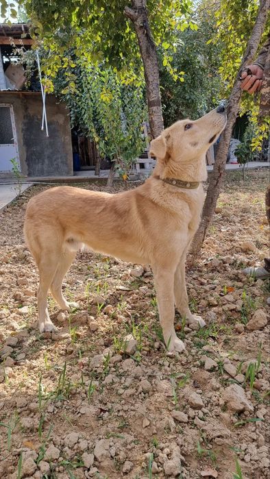 Пристраевается в добрые ответственные руки  молодой кобель