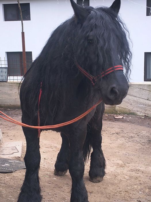 Armăsar de vânzare sau schimb