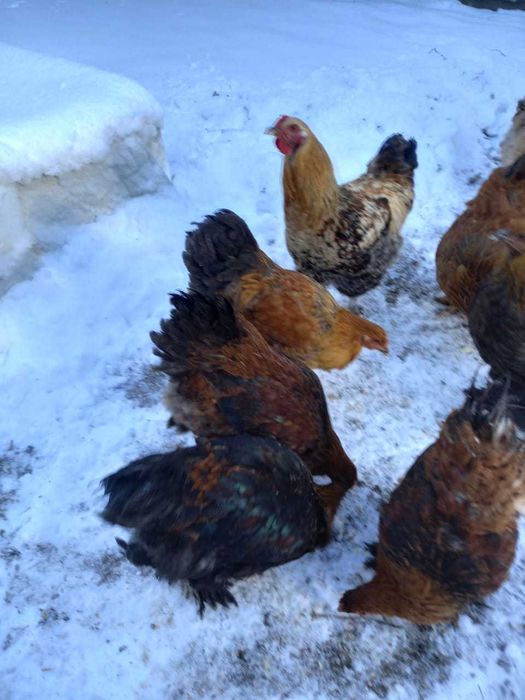 Продам молодых петухов Брам!