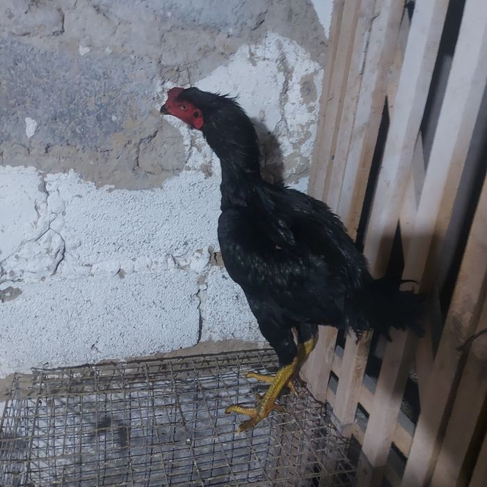 Майски ветнам жужа