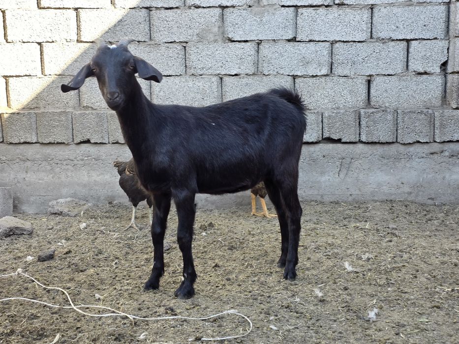 Ұрғашы лақ 6 айлық