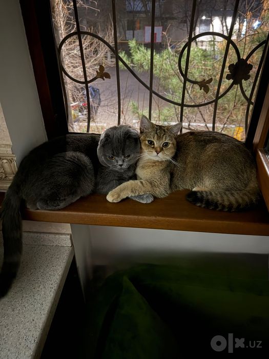 Продаются породистые котята по символической цене