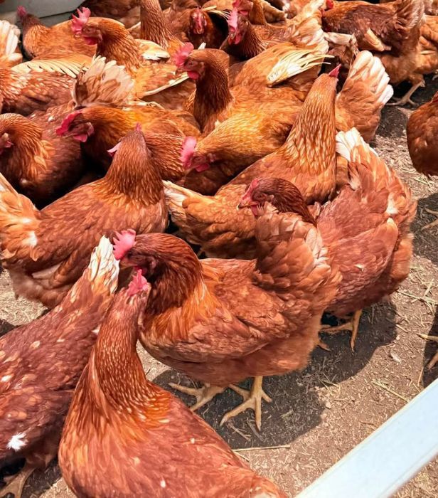 Ferma de găini roșii ouătoare crescute la sol vă oferim înspre vânzare