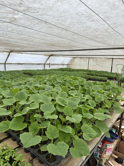 Rasaduri pe comanda !