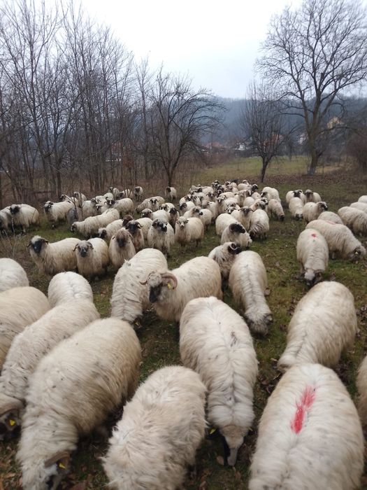 Vând 20 de oi gestante 4 berbeci și 3 berbecuți
