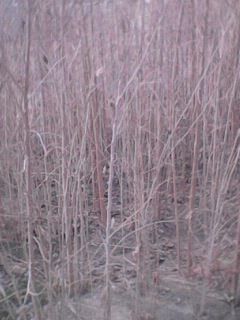 ТУТ кучатлари сотилади