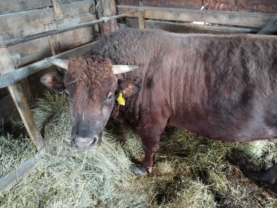 Продам зрелых быков на мясо