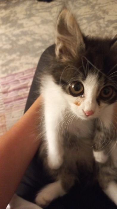 Отдам котенка в добрые руки!!!