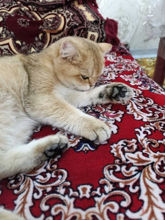 Zolotaya shinshilla qiz mushuk sotiladi