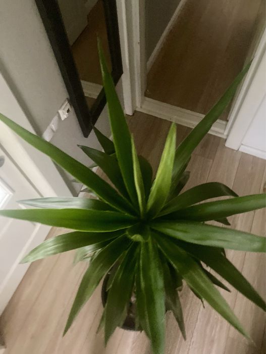Yucca Superba - aprox 1,60 m inaltime, glastra solida