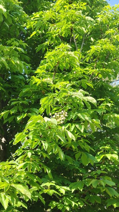 Каштан конский саженцы