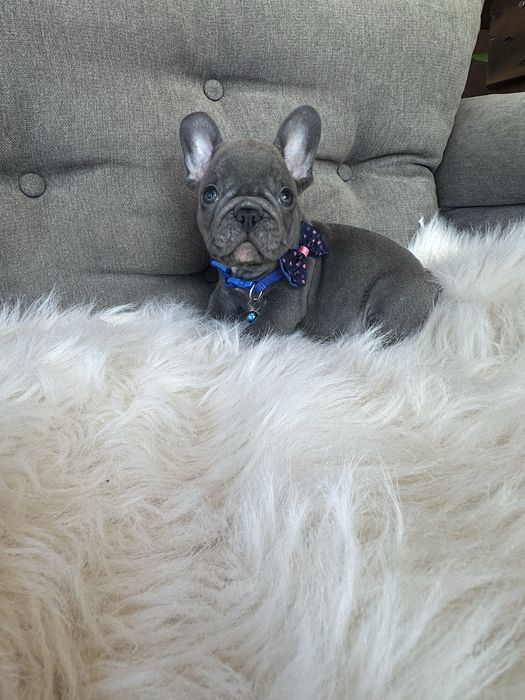 Bulldog francez