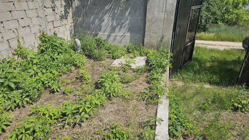 Vand teren In Comuna petrechioaia , sat surlari