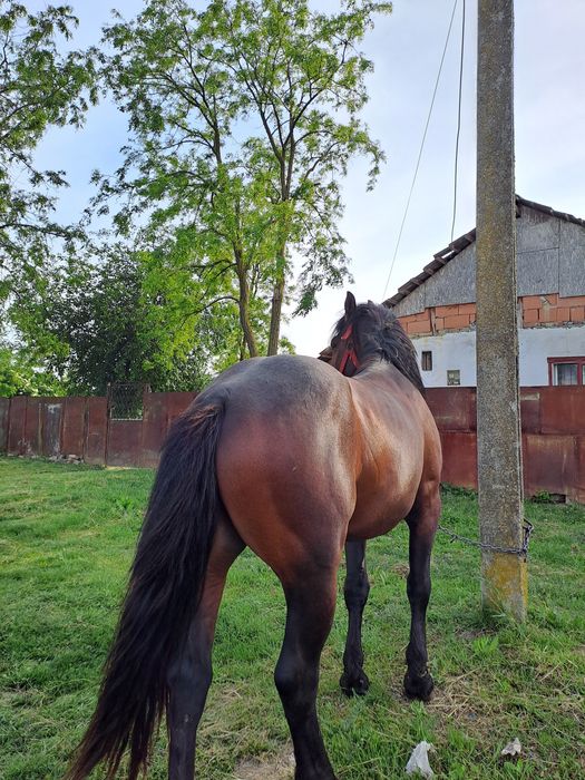 Vand doi armăsari, unul de 3 ani si unul de 1 an