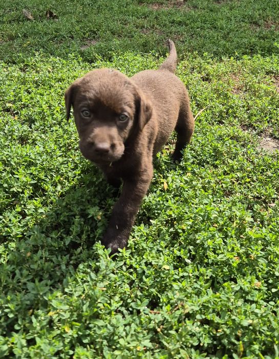 Щенки породы лабрадор