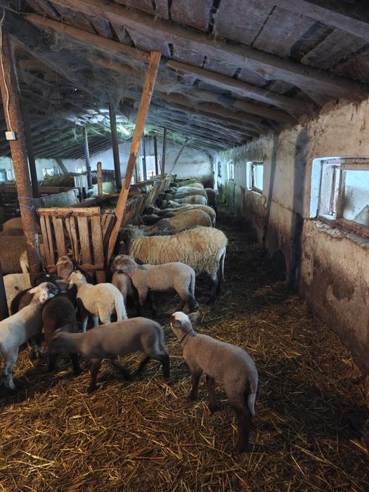 Vând 70 de oi cu mieii lângă ele