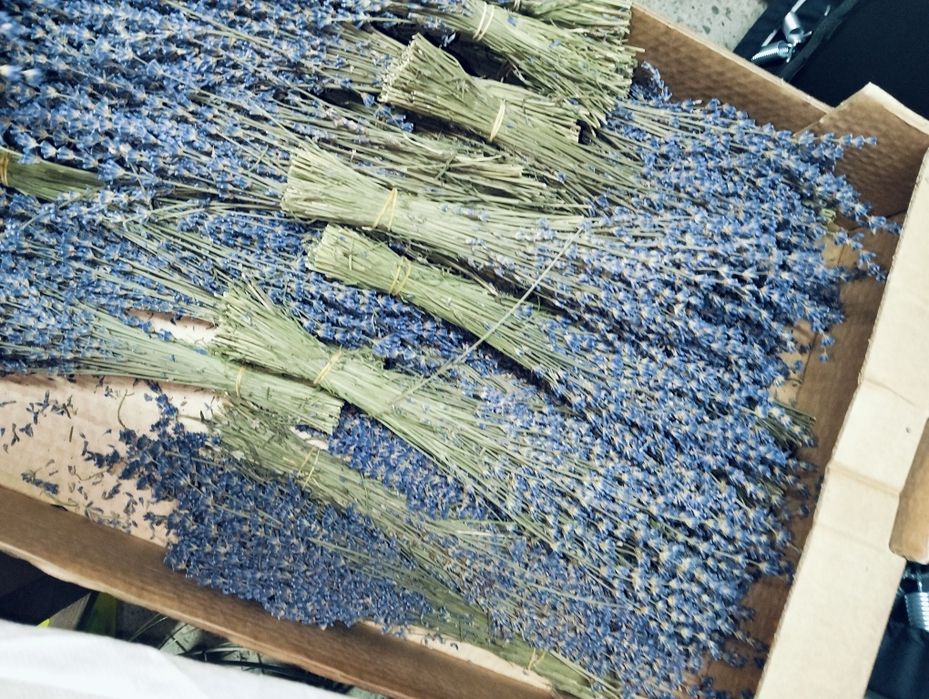 Lavanda uscate..