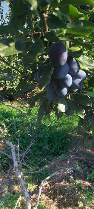 Prune de vinzare din soiul stanley