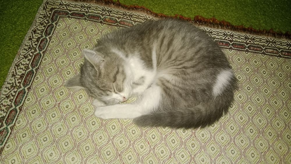 Кошечка милая, девочка, чистая домашняя.