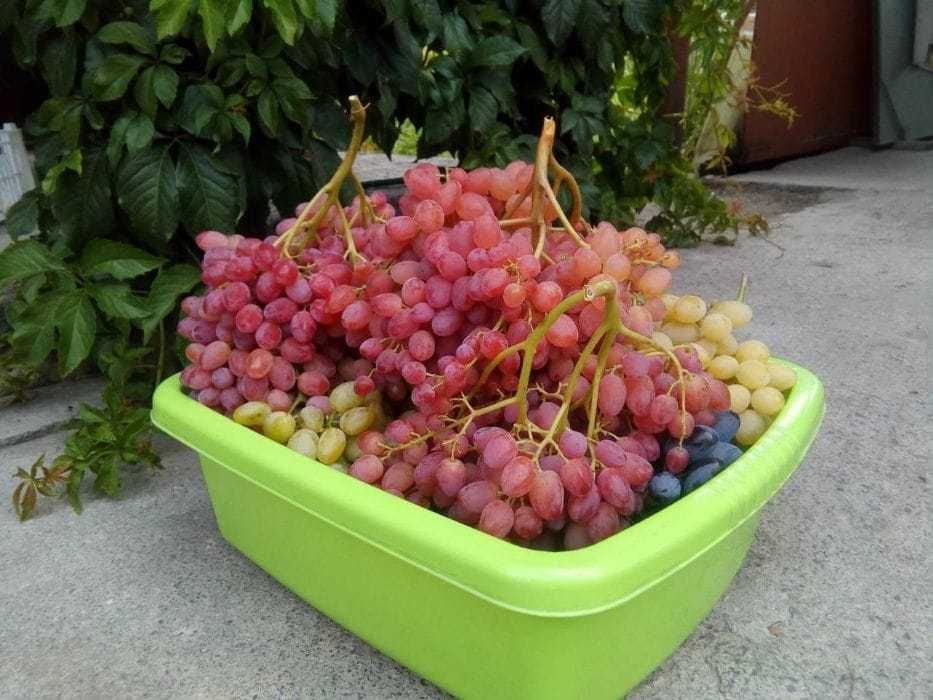 Саженцы винограда