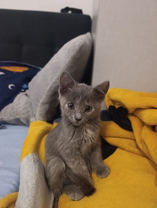 Pisica spre adoptie