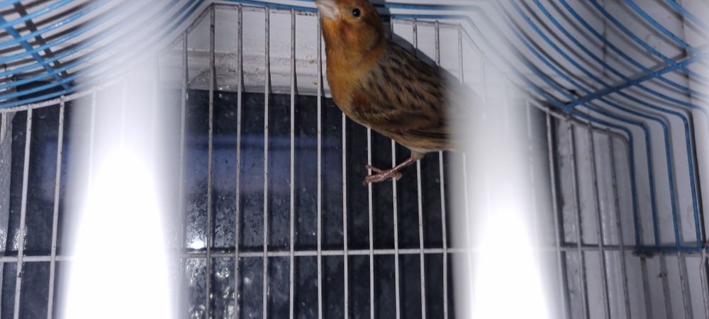 Канарейка  сотилади