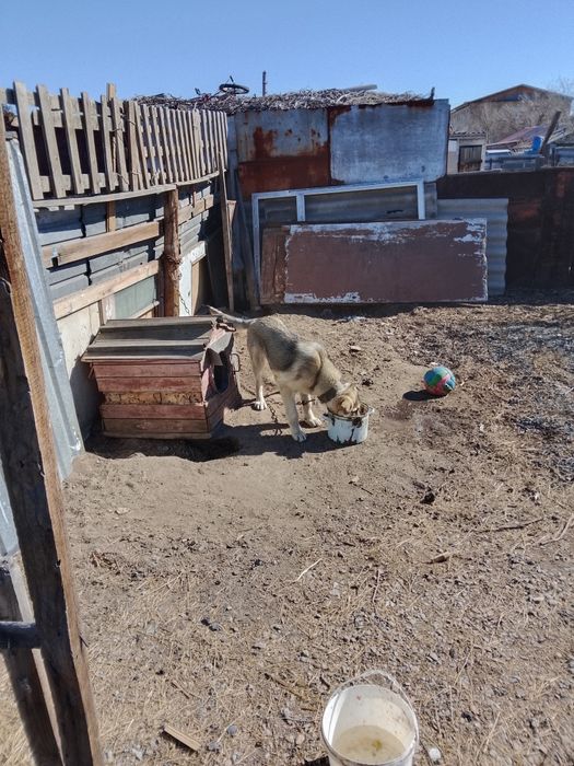 Отдам в хорошие руки